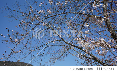 Sakura that shines in the blue sky Sakura that shines in the blue sky 111292234