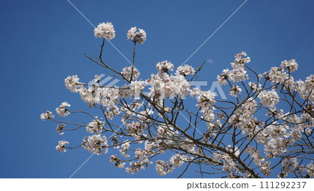 Cherry blossoms in full bloom shining in the blue sky 111292237