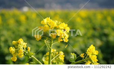 Rape blossoms blooming in the rape field Rape blossoms blooming in the rape field 111292242