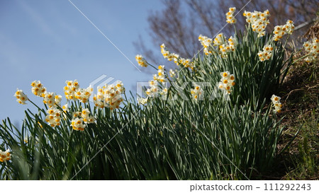 向著藍天綻放的水仙花 111292243