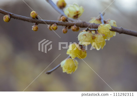 Early spring/Japanese plum blossoms 111292311