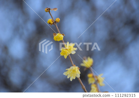 Fragrant waxy plum Fragrant waxy plum 111292315