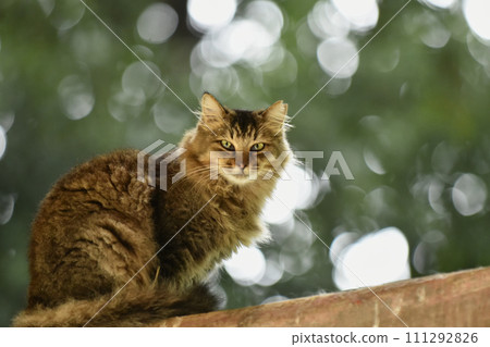 Sakura cat 111292826