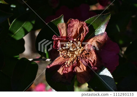 茶梅開花後的雄蕊和雌蕊 111293133