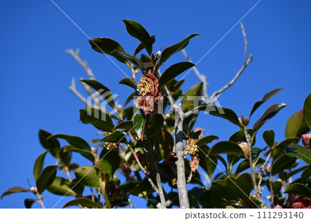 茶梅開花後的雄蕊和雌蕊 111293140