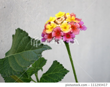 Lantana 111293417