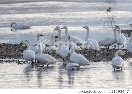 Tundra swan 111293447