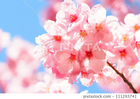 櫻花（陽光） 111293741