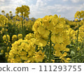 油菜花田裡閃閃發光的油菜花 111293755