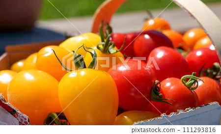 Red and yellow cherry tomatoes in basket picked up at farm. Bio tomatoes freshly picked. Red and yellow cherry tomatoes in basket picked up at farm. Bio tomatoes freshly picked. 111293816