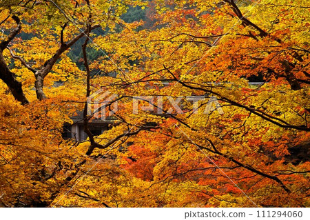 紅葉（奈良縣櫻井市） 111294060