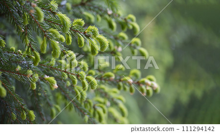 Fir tree branch with fresh young green shoots Fir tree branch with fresh young green shoots 111294142