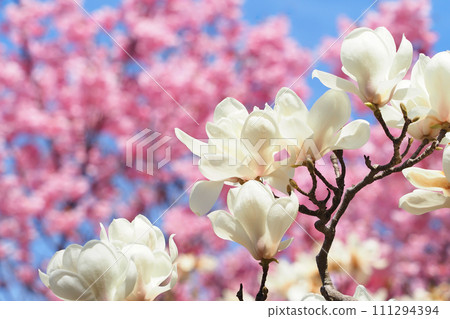 White magnolia flowers and cherry blossoms (sunlight) 111294394