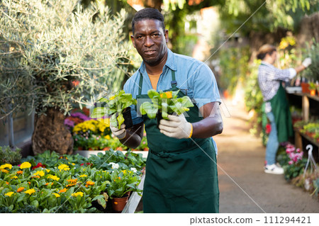 African American man florist arranging ornamental plants in pots while gardening African American man florist arranging ornamental plants in pots while gardening 111294421
