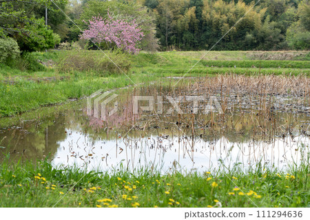 Double cherry blossoms, lotus root fields, and dandelions Double cherry blossoms, lotus root fields, and dandelions 111294636