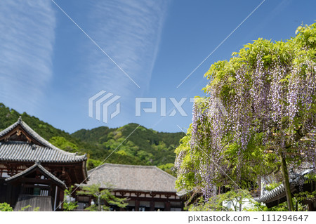 Wisteria flowers at Tomatoki Wisteria flowers at Tomatoki 111294647