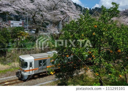 [Series 313] Gotemba Line Yamakita - Tanaga [Spring] 111295101