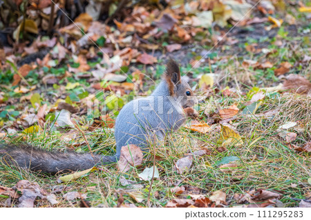 Autumn squirrel with nut sits on green grass with fallen yellow leaves 111295283