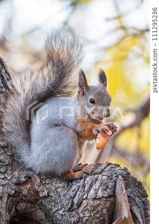 The squirrel with nut sits on tree in the autumn. Eurasian red squirrel, Sciurus vulgaris. The squirrel with nut sits on tree in the autumn. Eurasian red squirrel, Sciurus vulgaris. 111295286