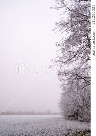 Winter's Veil: Frosted Trees by the Lakeside Winter's Veil: Frosted Trees by the Lakeside 111295323
