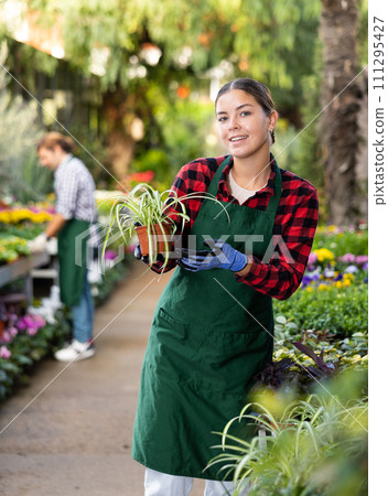 Smiling salesgirl offering potted Chlorophytum comosum in greenhouse Smiling salesgirl offering potted Chlorophytum comosum in greenhouse 111295427