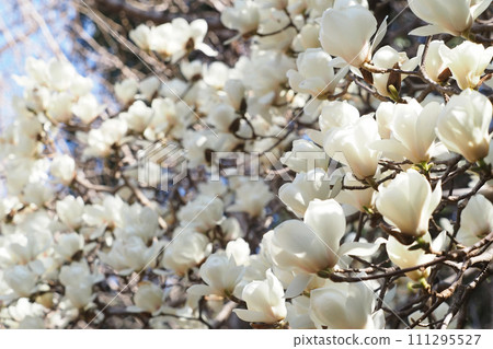 玉蘭玉蘭花 111295527