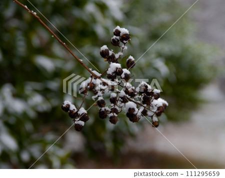 crape myrtle with a cotton hat 111295659