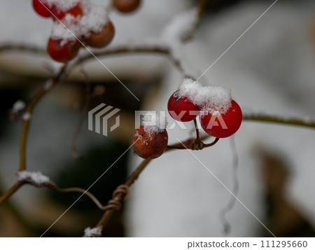 戴著棉帽的薩托利玫瑰紅色果實 111295660