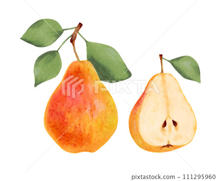 Yellow whole pear with leaves and half of fruit.Botanical watercolor illustration.Clip art of ripe fruits from tree for menu design,agriculture.Sketch of organic food.Hand drawn isolated. Yellow whole pear with leaves and half of fruit.Botanical watercolor illustration.Clip art of ripe fruits from tree for menu design,agriculture.Sketch of organic food.Hand drawn isolated. 111295960