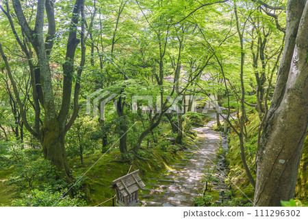 初夏的京都、常寂光寺、從末吉坂看到的被新綠包圍的仁王門 111296302