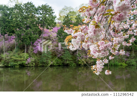Pink twin cherry trees 111296542