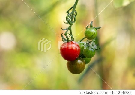 Fresh organic cherry tomatoes on tree in the garden 111296785