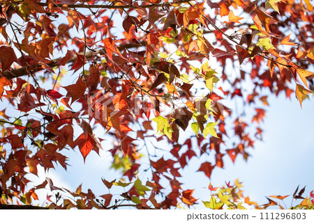 Vibrant Red Maple Leaves Falling in a Beautiful Autumn Vibrant Red Maple Leaves Falling in a Beautiful Autumn 111296803