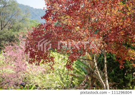 Vibrant Red Maple Leaves Falling in a Beautiful Autumn Vibrant Red Maple Leaves Falling in a Beautiful Autumn 111296804