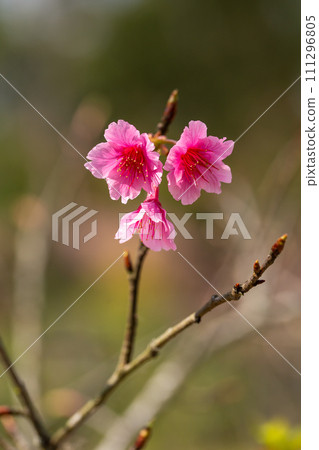 Close up of Pink Plum flower blooming in spring. selective focus Close up of Pink Plum flower blooming in spring. selective focus 111296805