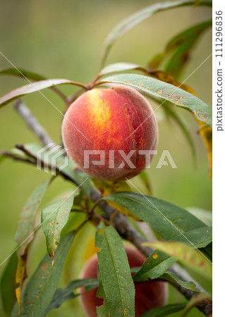 Fresh organic peaches on the tree in garden Fresh organic peaches on the tree in garden 111296836