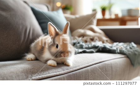 Pet rabbit relaxing in the room - Stock Illustration [111297077] - PIXTA