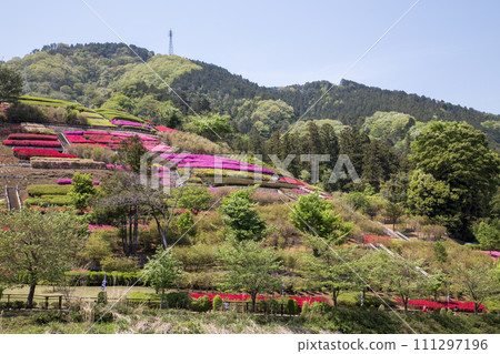 Aikawa Park with azaleas in full bloom 111297196