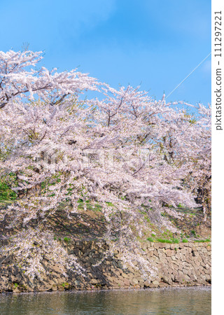 Cherry blossoms at Goryokaku Park_4161 111297221