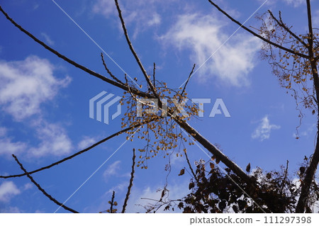 分支機構延伸到藍藍的天空 分支機構延伸到藍藍的天空 111297398