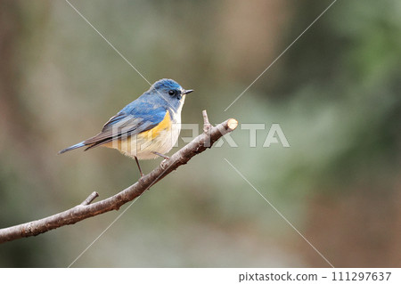 小藍鳥_雄性紅尾鴝 111297637