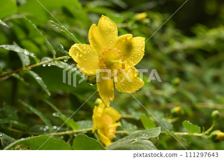 黃色花弄濕了與雨 黃色花弄濕了與雨 111297643