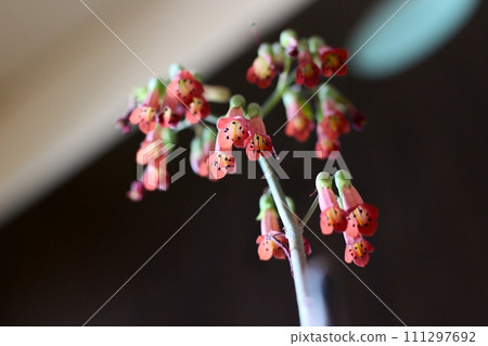 鳳凰花，多肉花，漂亮的花朝下 111297692