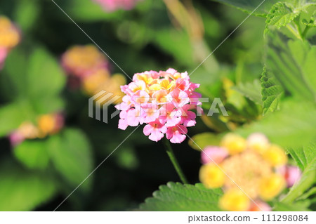 粉紅色和黃色的馬纓丹花 111298084