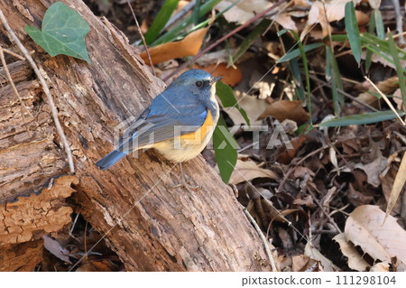 Little blue bird_Male Redstart Little blue bird_Male Redstart 111298104
