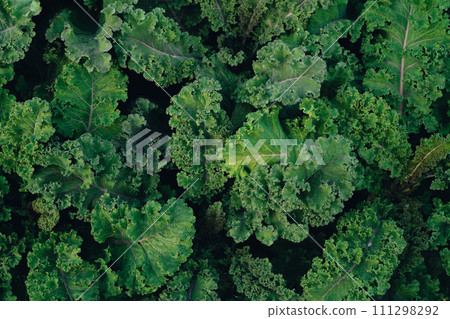Green vegetables. Background and details of green vegetable leaves. Green vegetables. Background and details of green vegetable leaves. 111298292