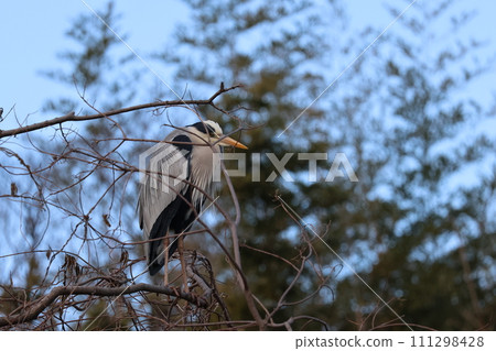 Ao-sama stuck in a branch of a tree 111298428