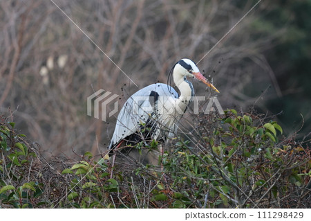 gray heron in the nest gray heron in the nest 111298429