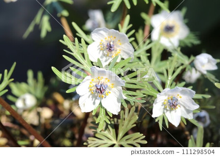 在節分當天開花的 Eranthis pinnatifida（節分草） 111298504