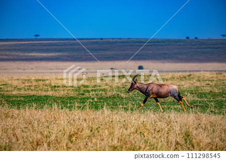 Topi Antelope Wildlife Animals Mammals Savanna Grassland Wilderness Freat Rift Valley Maasai Mara National Game Reserve Park Narok County Kenya East Africa Landscapes  111298545